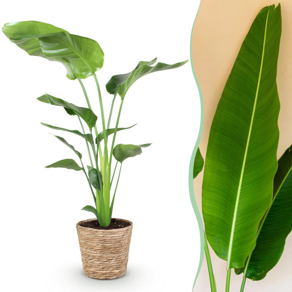 Witte paradijsvogelplant - Strelitzia nicolai - Ø21cm - ↕110-120cm