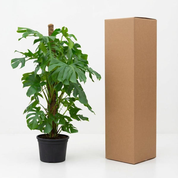 Gatenplant - Monstera deliciosa - Ø27cm - ↕140cm