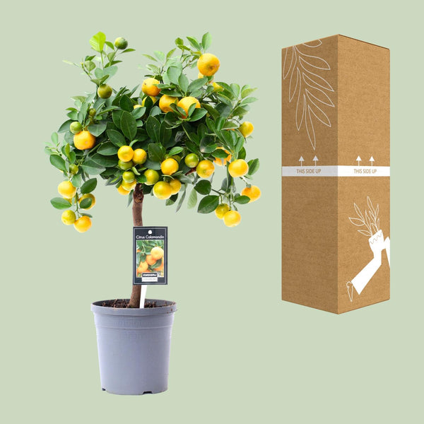 Calamondinplant - Citrus Calamondin - Ø15cm - ↕45cm