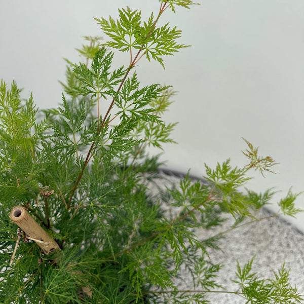 Japanse Esdoorn - Acer palmatum Emerald Lace - Ø19cm - ↕70cm