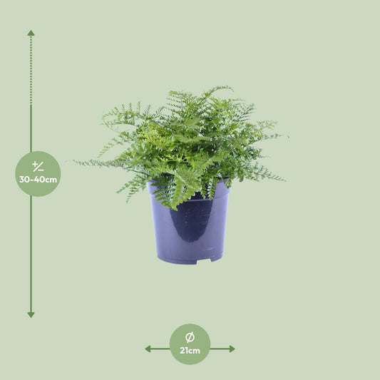 Tongvaren - Asplenium Parvati - Ø21cm - ↕40cm