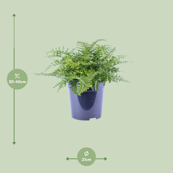Tongvaren - Asplenium Parvati - Ø21cm - ↕40cm