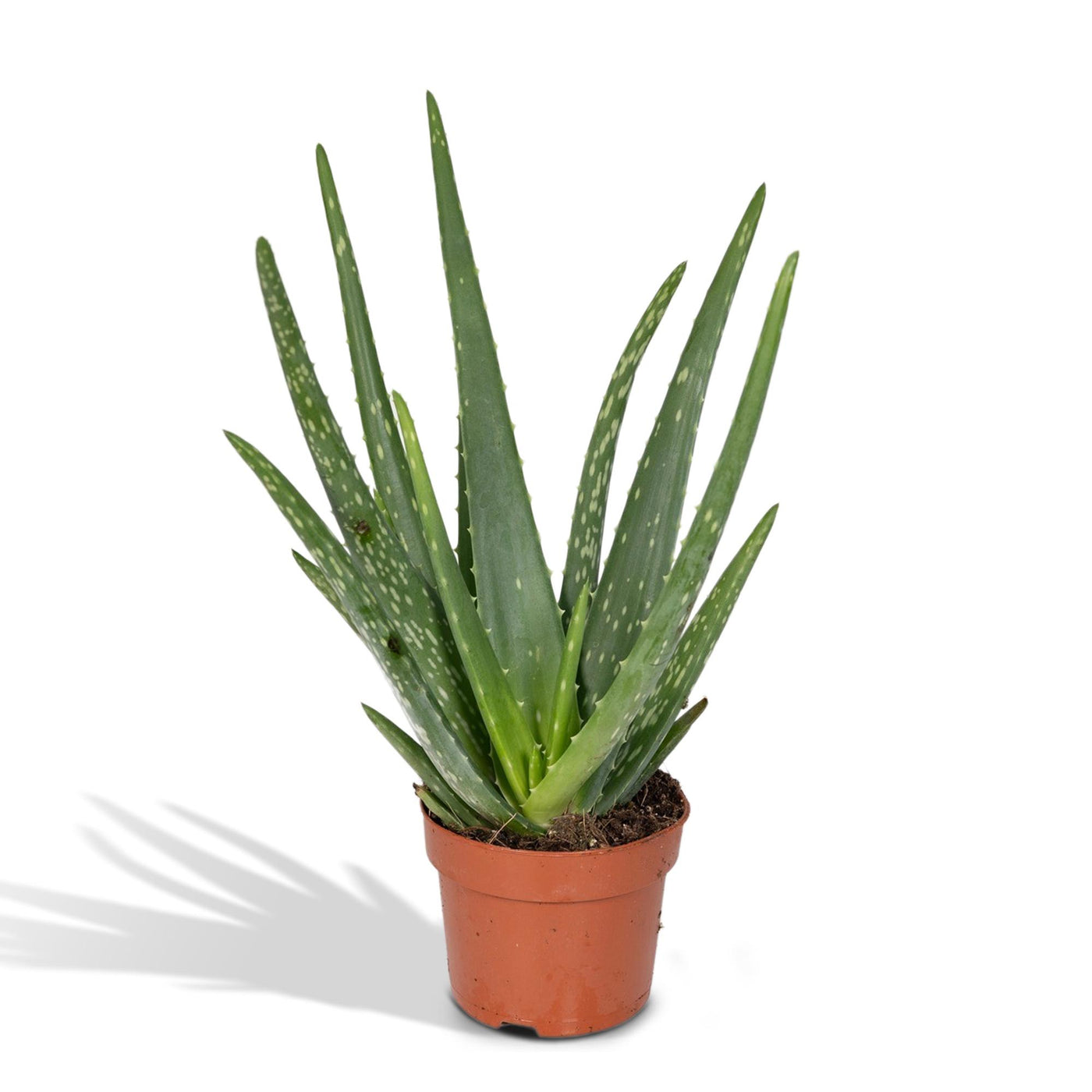 Aloë - Aloe Vera - Ø12cm - ↕40cm