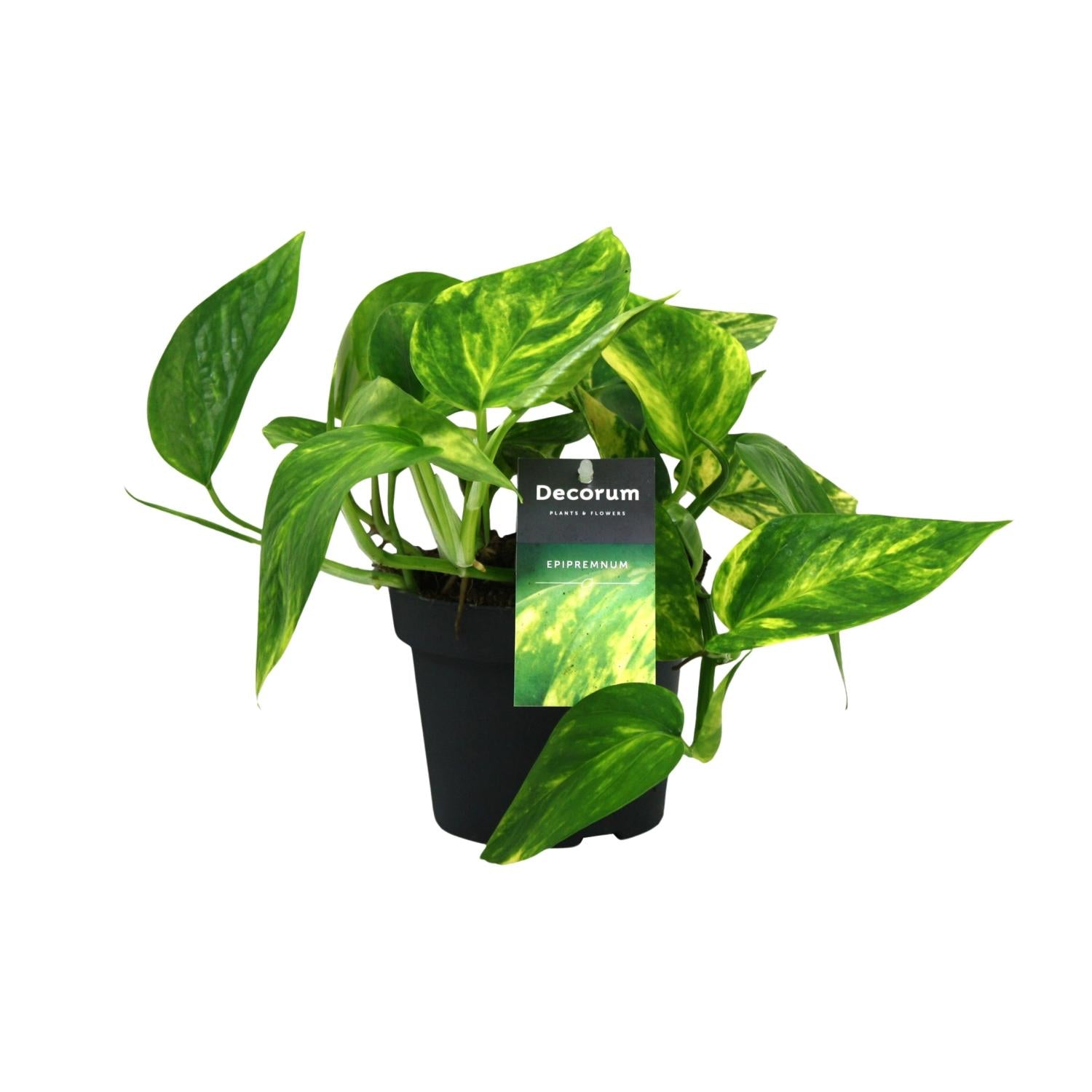 Pothos - Epipremnum pinnatum 'HiColor' - Ø12cm - ↕20cm