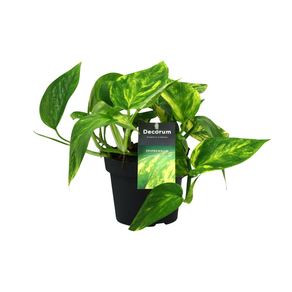 Pothos - Epipremnum pinnatum 'HiColor' - Ø12cm - ↕20cm