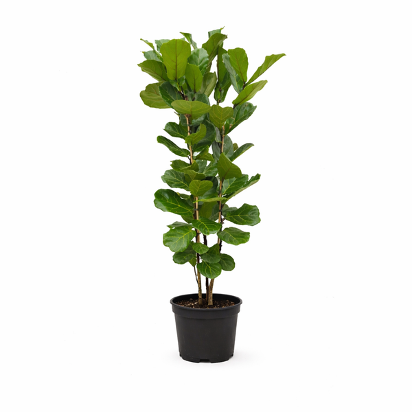 Vioolbladplant - Ficus lyrata struik - Ø27cm - ↕140cm