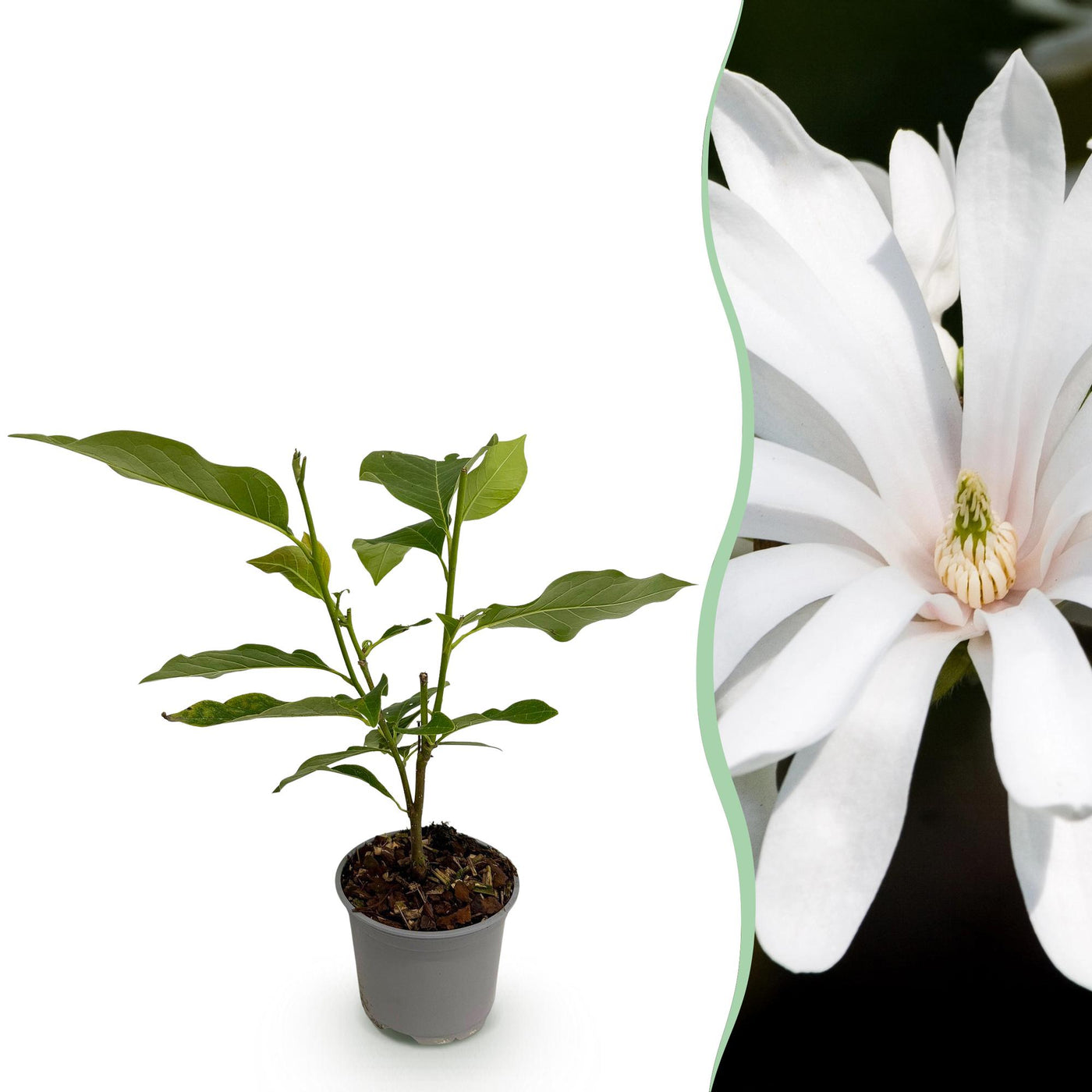 Magnolia - Magnolia stellata Royal Star - wit - Ø12cm - ↕30cm