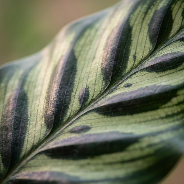 Pauwenplant - Calathea Makoyana - Ø19cm - ↕70cm