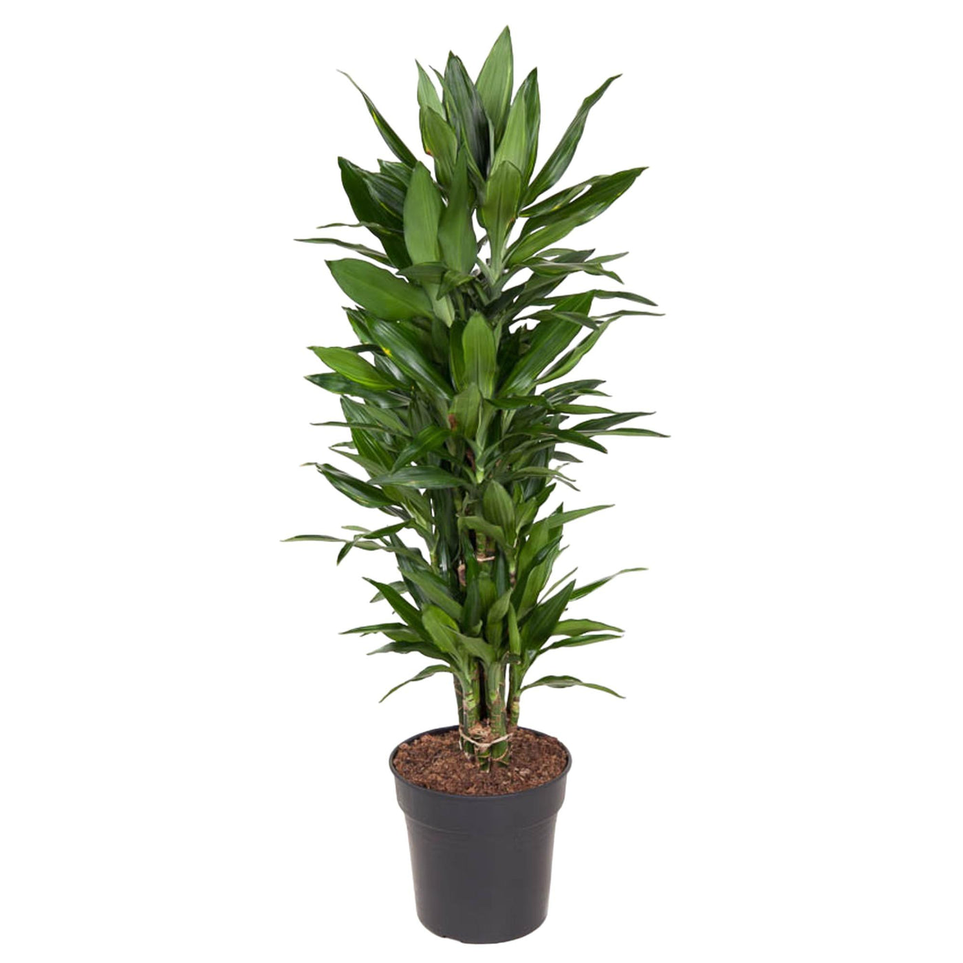 Drakenbloedboom - Dracaena Janet Lind - ↕110cm