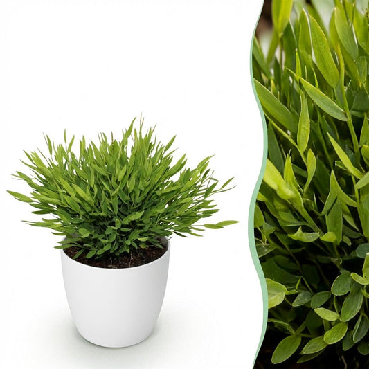 Bamboegras - Bambusa Pogonatherum Monica - Ø12cm - ↕20cm