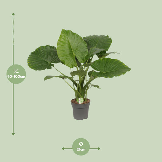 Olifantsoor - Alocasia Gageana California - Ø21cm - ↕80cm