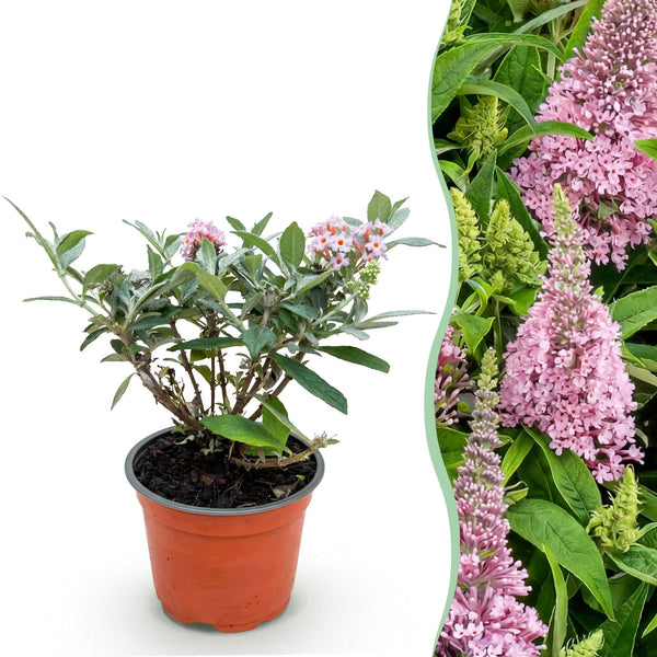 Vlinderstruik - Buddleja davidii 'Butterfly Candy Little Pink' - roze - Ø12cm - ↕20-25cm
