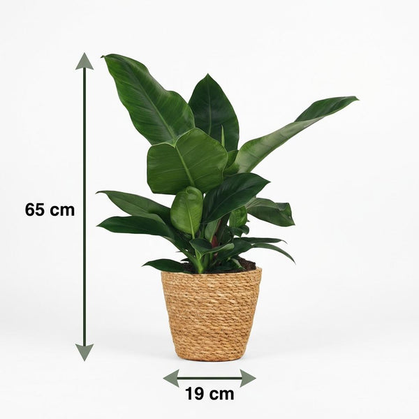 Philodendron Imperial Green - Ø19cm - ↕65cm