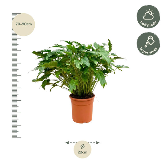 Philodendron Xanadu - Ø30cm - ↕80cm