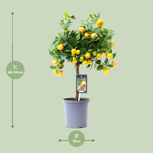 Calamondinplant - Citrus Calamondin - Ø15cm - ↕45cm