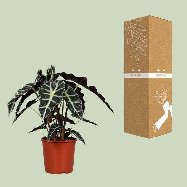 Olifantsoor - Alocasia Polly - Ø17cm - ↕45cm