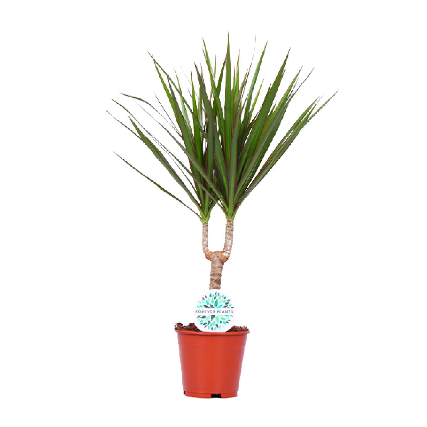 Drakenbloedboom - Dracaena marginata - Ø14cm - ↕55cm