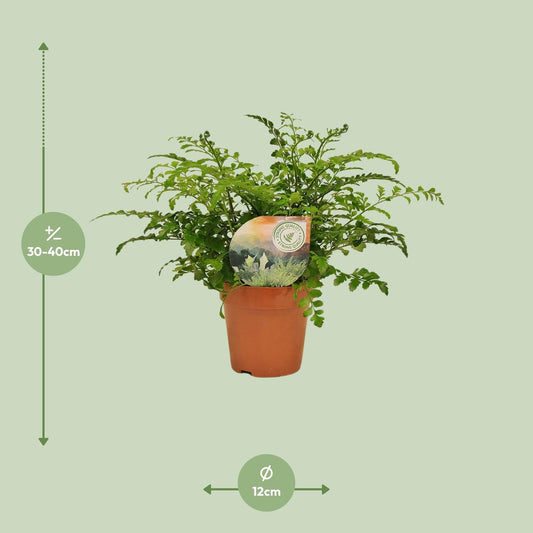 Tongvaren - Asplenium Parvati - Ø12cm - ↕35cm