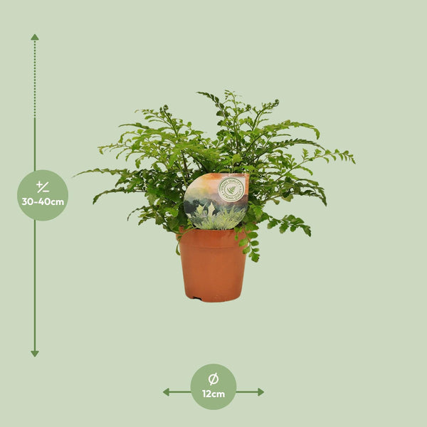 Tongvaren - Asplenium Parvati - Ø12cm - ↕35cm
