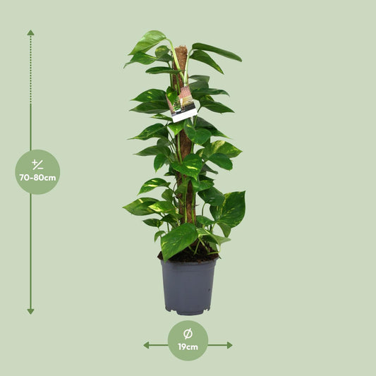 Pothos - Epipremnum aureum - Ø19cm - ↕80cm