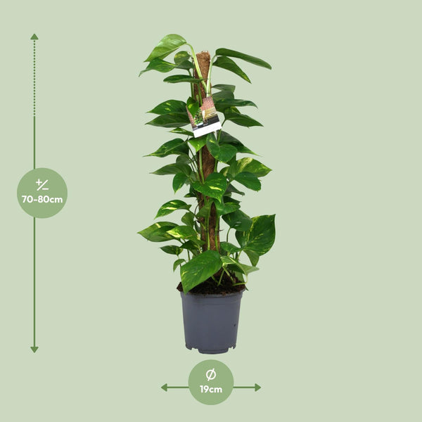 Pothos - Epipremnum aureum - Ø19cm - ↕80cm
