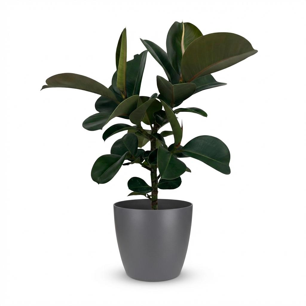 Rubberplant - Ficus elastica Cloe - Ø19cm - ↕65cm