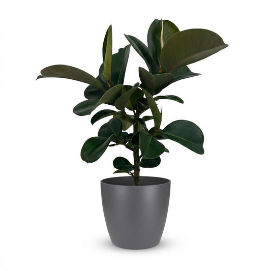 Rubberplant - Ficus elastica Cloe - Ø19cm - ↕65cm