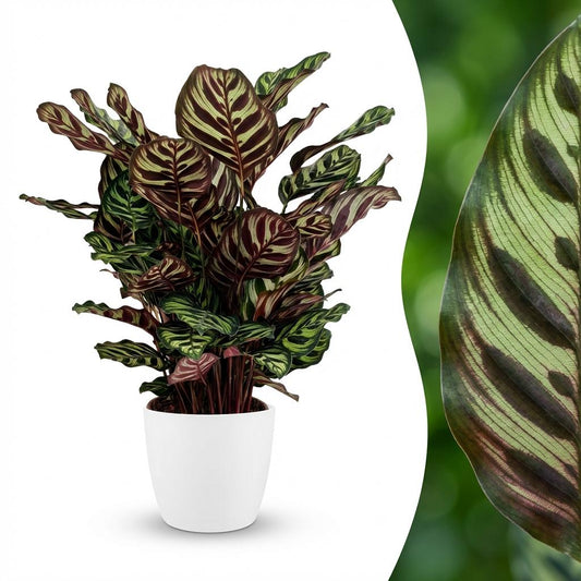 Pauwenplant - Calathea Makoyana - Ø19cm - ↕70cm