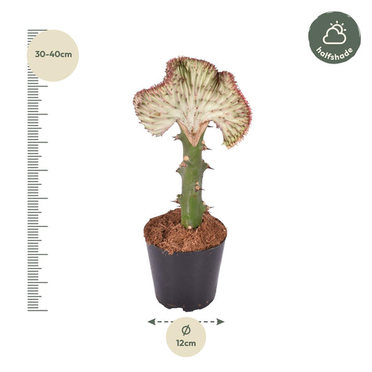 Wolfsmelk - Euphorbia lactea Cristata rood - Ø12cm - ↕35cm