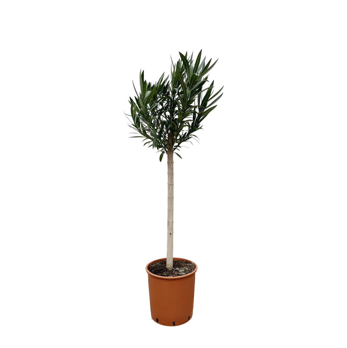 Oleander op stam - Nerium oleander - roze bloem - ↕170cm