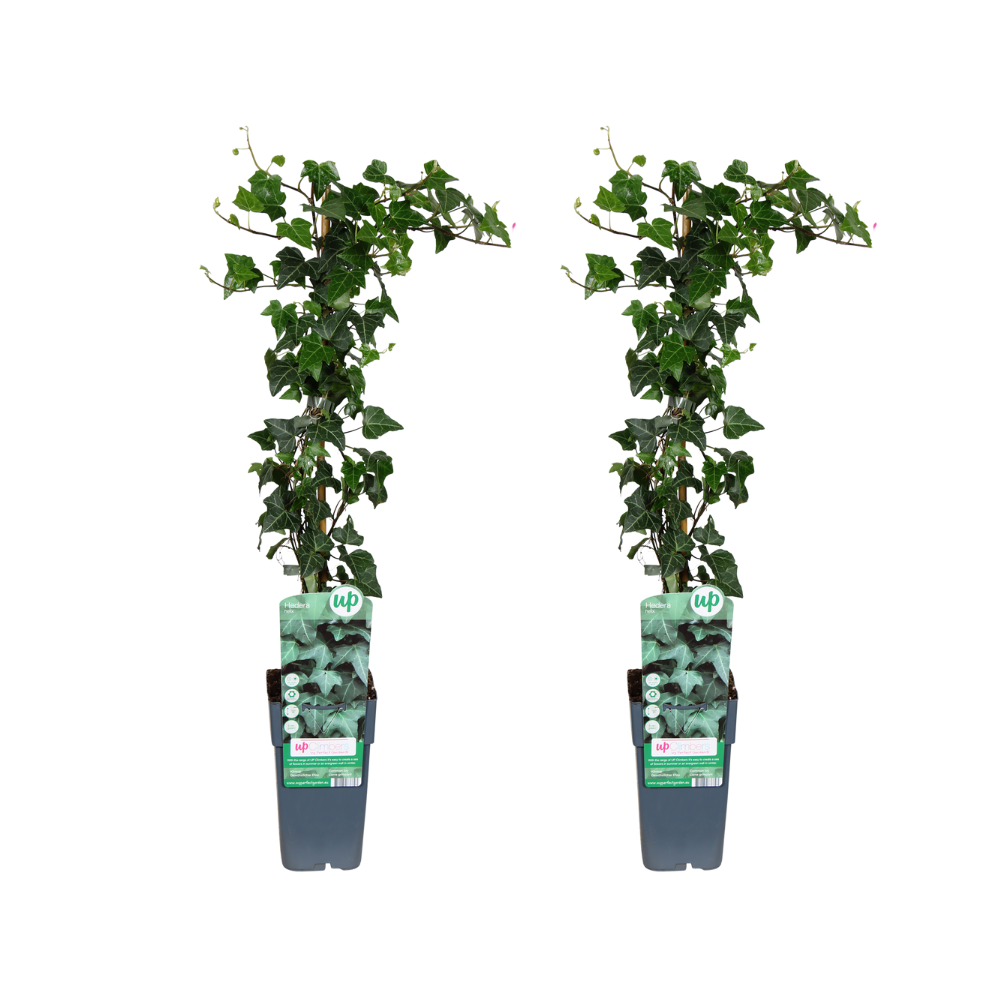 Klimop - Hedera helix - Ø15cm - ↕65cm