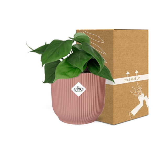 Philodendron Scandens - incl. Elho Vibes Fold Roze - ↕14cm