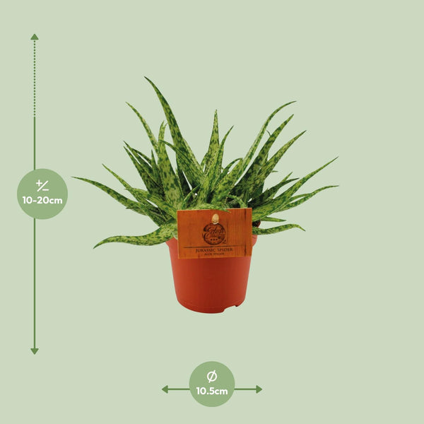 Aloe Spider - Ø10cm