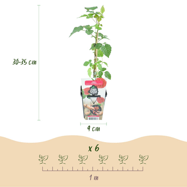 Taybes - Rubus Tayberry - Ø9cm