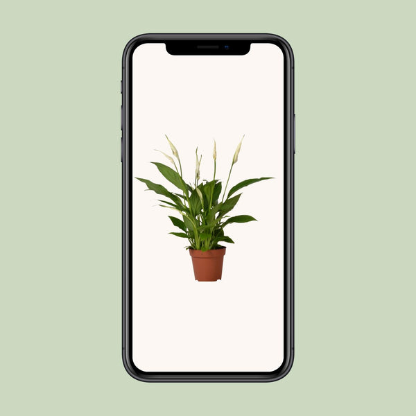 Lepelbloem - Spathiphyllum Bingo Cupido - Ø12cm - ↕45cm