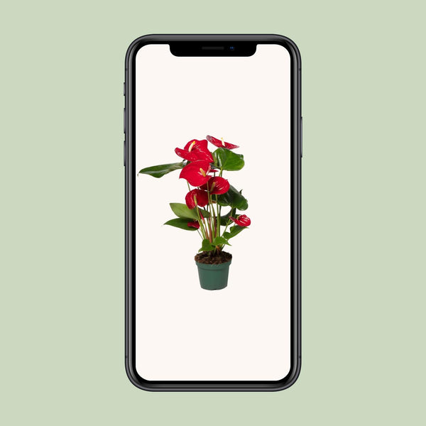 Flamingoplant - Anthurium Red - Ø12cm - ↕40cm