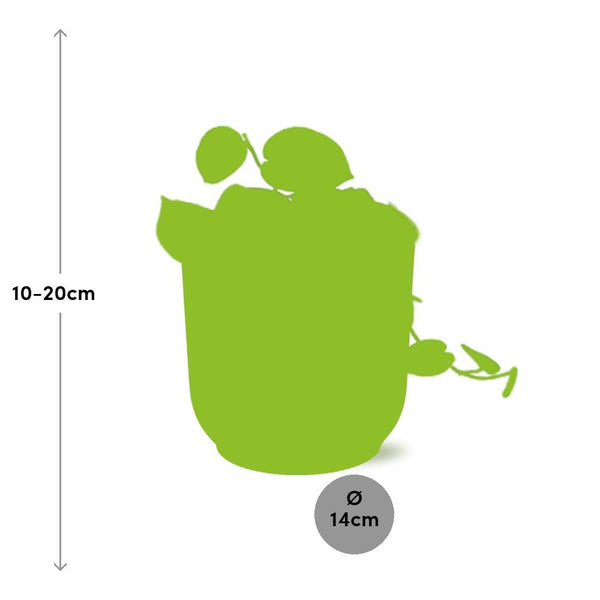 Satijnpothos - Scindapsus pictus 'Argyraeus' - incl. Elho Vibes Fold Roze - ↕14cm