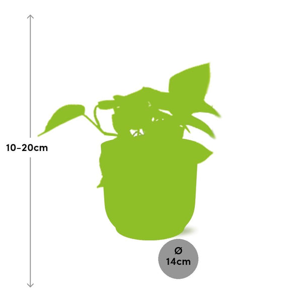 Pothos - Epipremnum pinnatum - incl. Elho Vibes Fold Roze - ↕14cm