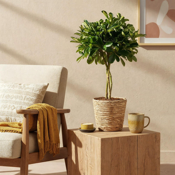 Vingerboom - Schefflera Gold Capelle - Goud - Ø21cm - ↕70-81cm