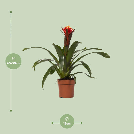 Guzmania Happiness - Ø12cm↕45cm
