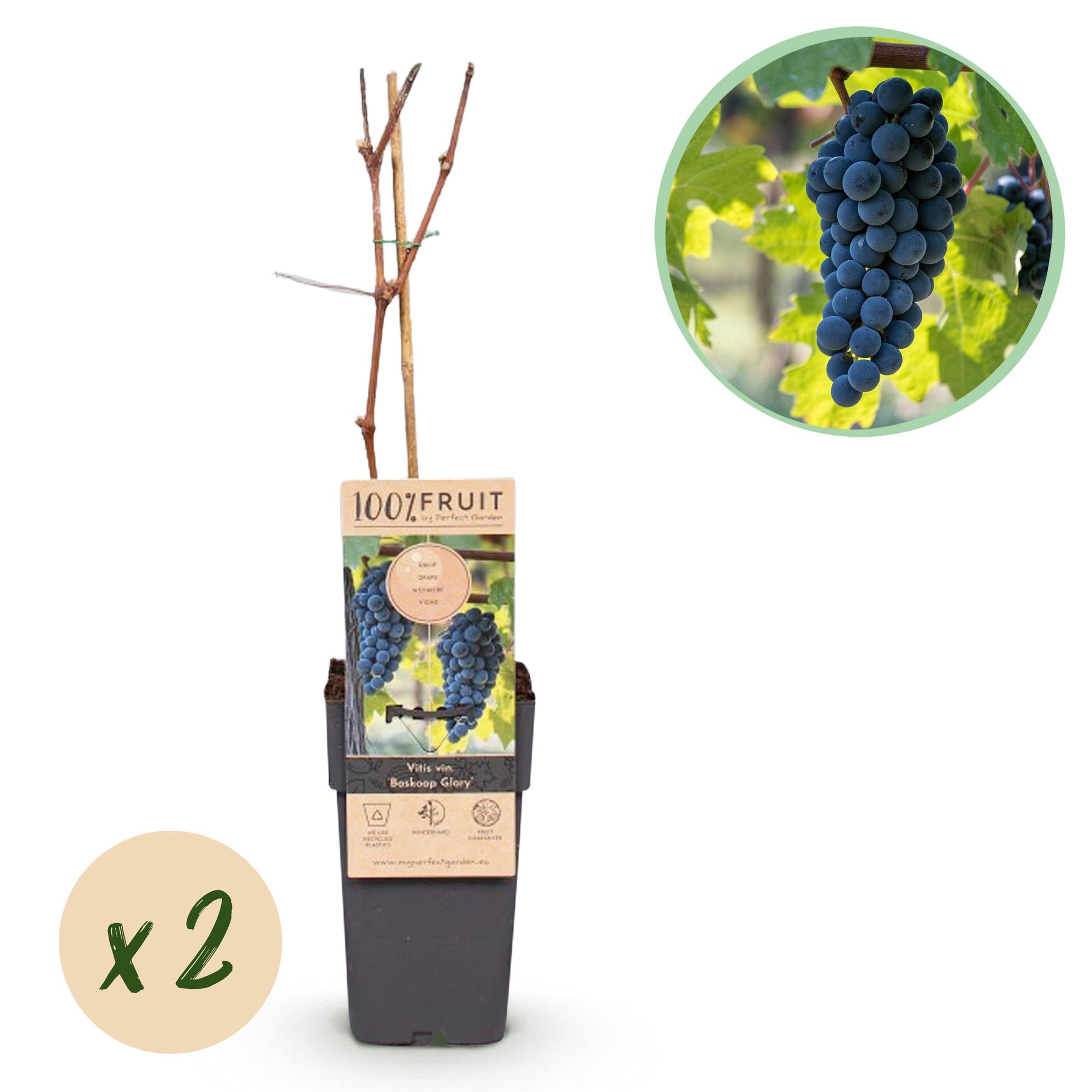 Druif - Vitis vinifera Boskoop Glory - Ø15cm - ↕50cm