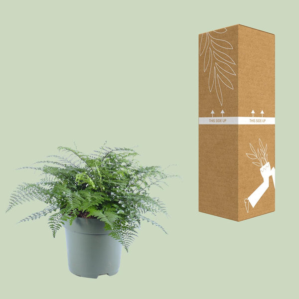 Tongvaren - Asplenium Parvati - Ø27cm - ↕50cm