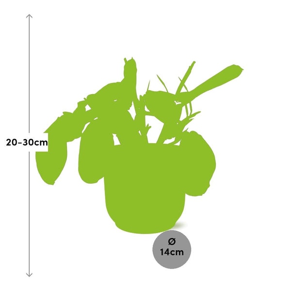 Zebraplant - Maranta Leuconeura ‘Fascinator’ Tricolor - incl. Elho Vibes Fold Roze - ↕14cm