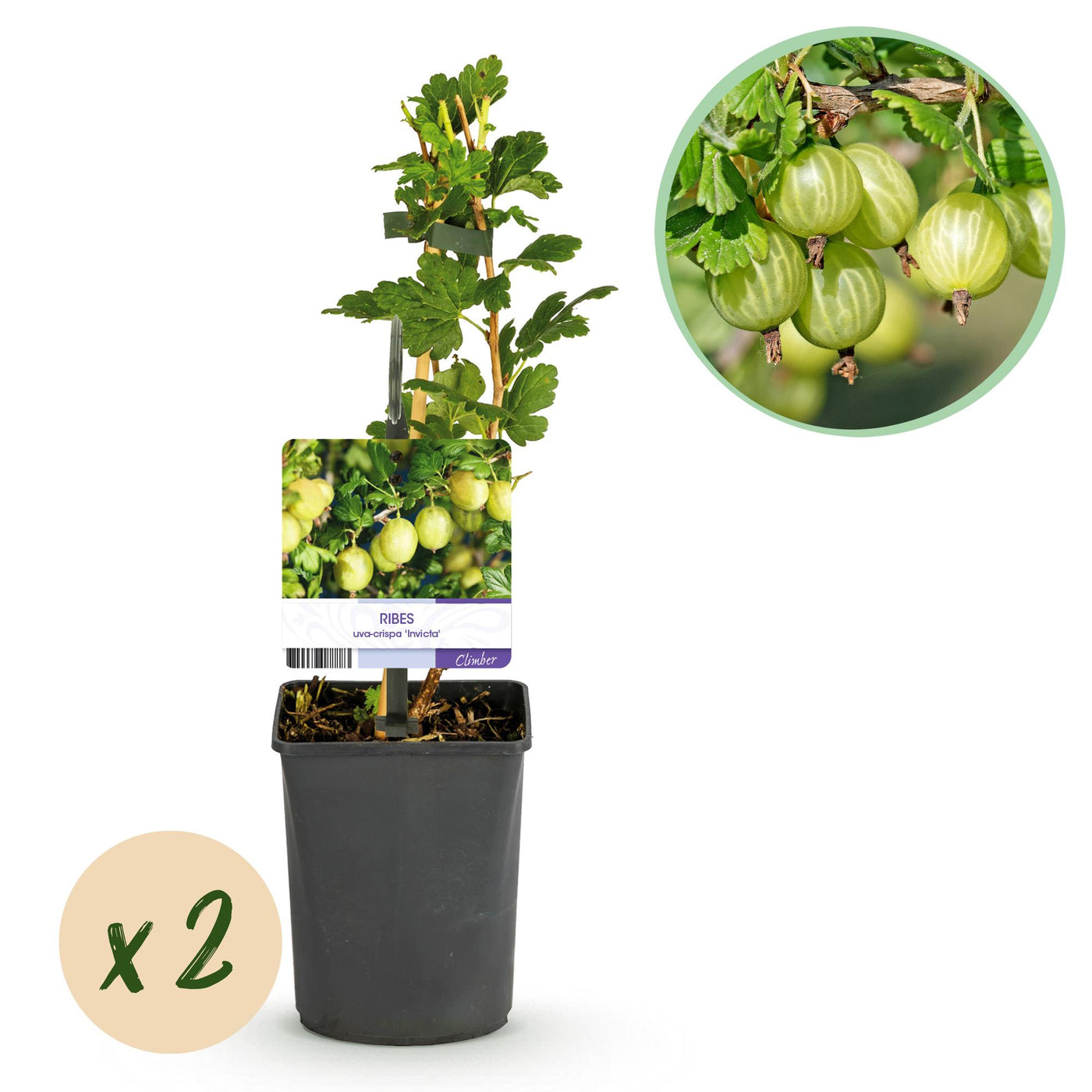2x Kruisbes - Ribes uva-crispa Invicta - Ø11cm - ↕40cm