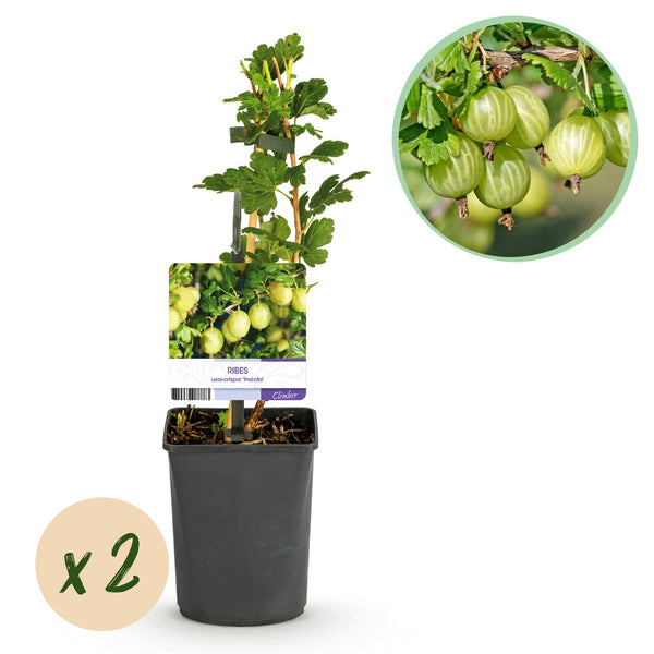 2x Kruisbes - Ribes uva-crispa Invicta - Ø11cm - ↕40cm
