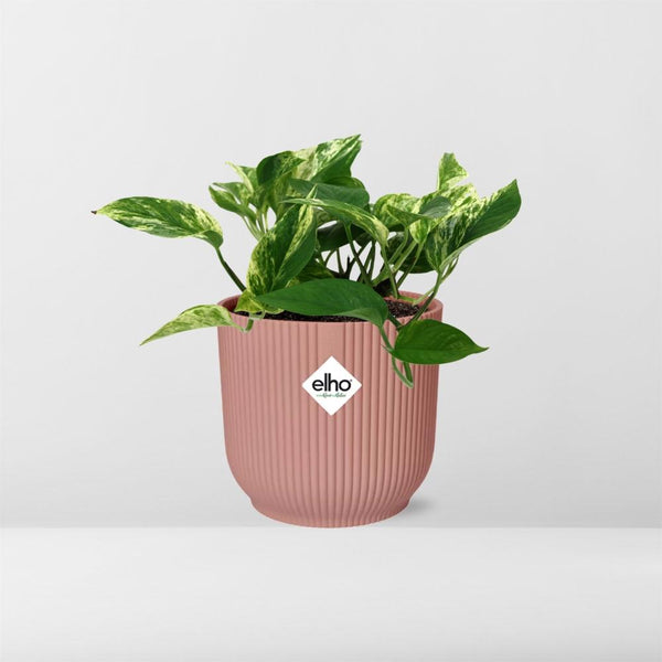 Pothos - Epipremnum aureum 'Marble Queen' - incl. Elho Vibes Fold Roze - ↕14cm