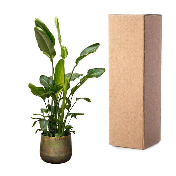Witte paradijsvogelplant - Strelitzia nicolai - Ø40cm - ↕250cm