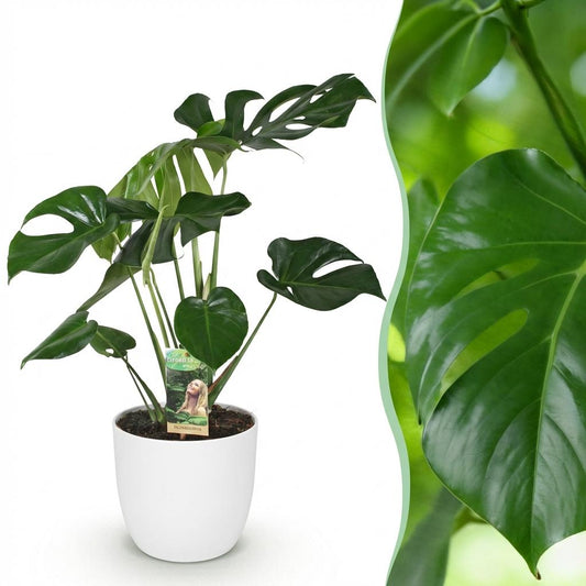 Monstera Deliciosa - Gatenplant - Ø21cm - ↕70-80cm
