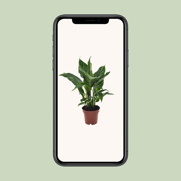 Lepelbloem - Spathiphyllum Diamond - Ø12cm - ↕40cm