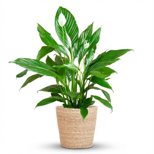 Lepelbloem - Spathiphyllum - incl. Zeegraskorf - Naturel - Ø21cm - ↕80cm